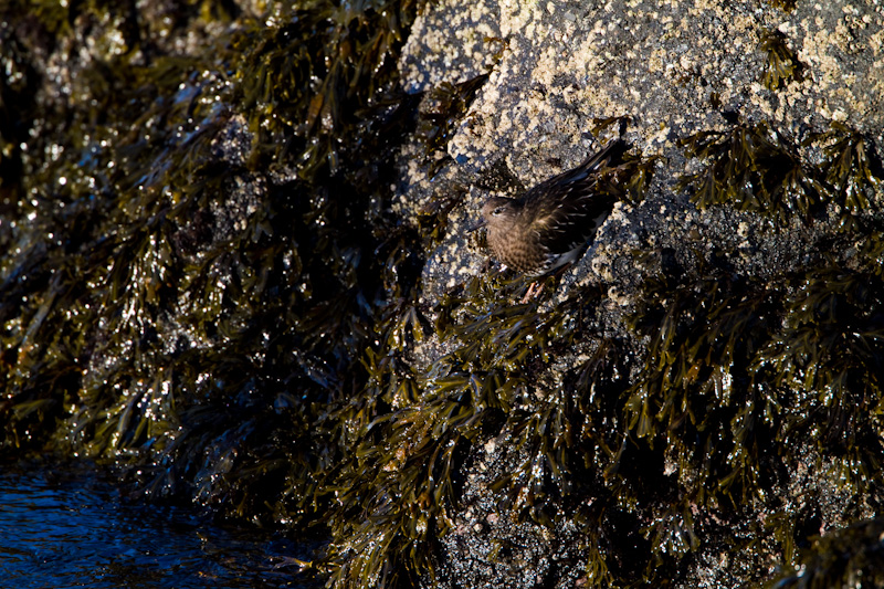 Black Turnstone